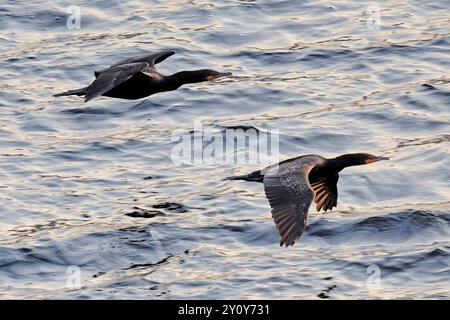 Doppelte Crested Kormoran Stockfoto