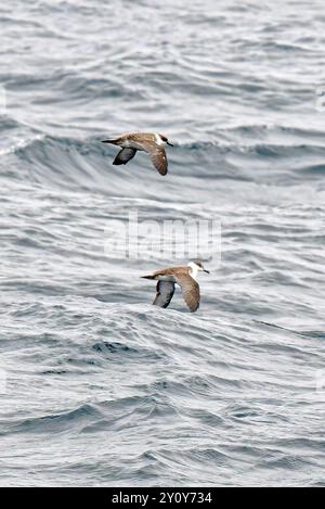 Toller Sturmtaucher im Flug Stockfoto