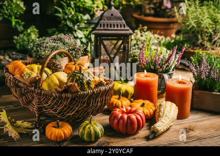 Wunderschöne Herbstterrasse und Terrassendekoration mit Kürbissen, Laterne, Pflanzen und Blumen Stockfoto