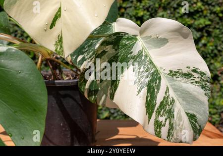 Nahaufnahme von Monstera borsigiana Variegated Albo Pflanze in einem Topf Stockfoto