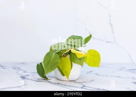 Heartleaf Philodendron neongrüne Blätter in einem weißen Keramiktopf auf Marmorboden Stockfoto