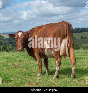 Braune Kuh, die auf einem Feld steht und in die Kamera zurückblickt Stockfoto