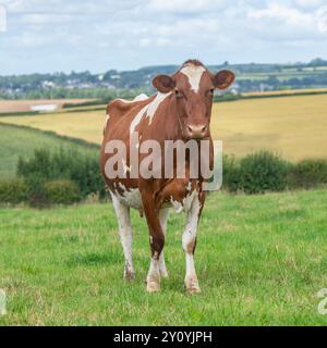 Milchkorndornkuh, die auf einem Grasfeld steht Stockfoto