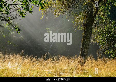 Sonnenlicht strömt durch die Bäume und beleuchtet eine ruhige Waldlichtung, wo hohe Gräser sanft in der Brise schweben und eine friedliche Atmosphäre schaffen Stockfoto