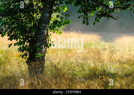 Sanftes Sonnenlicht tanzt zwischen den Blättern eines gut etablierten Baumes, während goldene Gräser sanft auf einer friedlichen Wiese schweben und den frühen Herbst der Natur zeigen Stockfoto