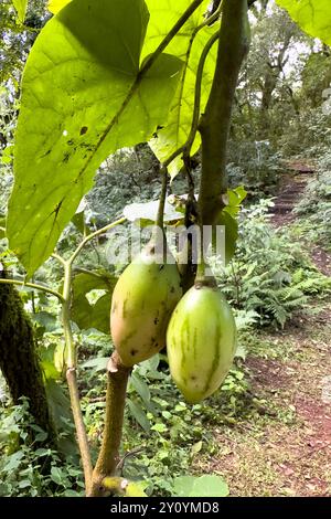Eine Baumtomate oder Tamarillo, Solanum betaceum, im Calilegua-Nationalpark in Argentinien. Stockfoto