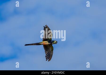 Ein aufwühlender Papagei, Cyanoliseus patagonus, im Flug in der Nähe von Cafayate, Argentinien. Stockfoto