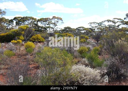 Frühling mit gelb blühenden Flechtsträuchern und weißen Rauchbüschen im Outback, Goldfields-Esperance Region, Western Australia Stockfoto