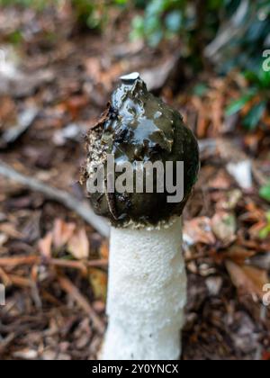 Phallus impudicus, das gemeine Stinkhorn, ein phallischer Pilz mit faulem Geruch, der Fliegen für Sporenausbreitung anlockt, der im Wald auftaucht. Stockfoto