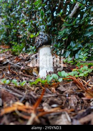 Phallus impudicus, das gemeine Stinkhorn, ein phallischer Pilz mit faulem Geruch, der Fliegen für Sporenausbreitung anlockt, der im Wald auftaucht. Stockfoto