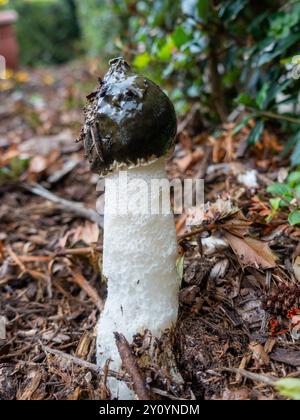 Phallus impudicus, das gemeine Stinkhorn, ein phallischer Pilz mit faulem Geruch, der Fliegen für Sporenausbreitung anlockt, der im Wald auftaucht. Stockfoto