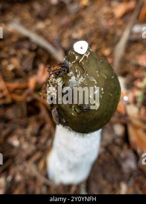 Phallus impudicus, das gemeine Stinkhorn, ein phallischer Pilz mit faulem Geruch, der Fliegen für Sporenausbreitung anlockt, der im Wald auftaucht. Stockfoto