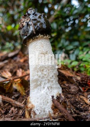 Phallus impudicus, das gemeine Stinkhorn, ein phallischer Pilz mit faulem Geruch, der Fliegen für Sporenausbreitung anlockt, der im Wald auftaucht. Stockfoto