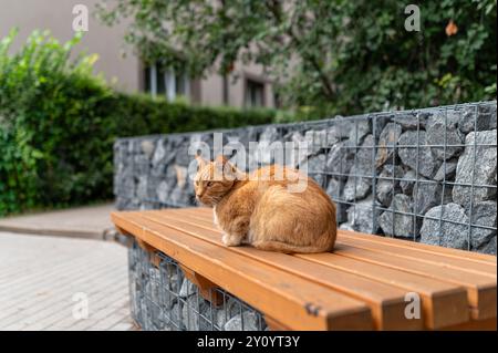 Eine ruhige Ingwerkatze sitzt auf einer Holzbank, umgeben von Grün in einer urbanen Umgebung. Stockfoto