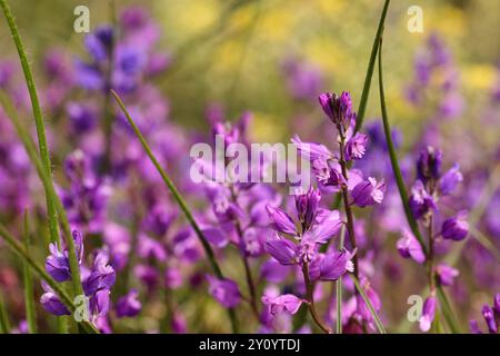 Fuchsieblume gemeines Milchkraut namens Polygala vulgaris. Mehrjährige hebakische Pflanze in der Familie der blühenden Polygalaceae. Eine typische Art von Calcareou Stockfoto