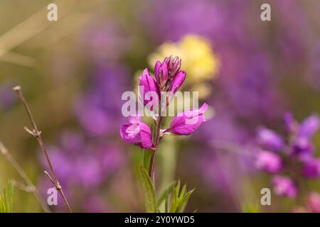 Fuchsieblume gemeines Milchkraut namens Polygala vulgaris. Mehrjährige hebakische Pflanze in der Familie der blühenden Polygalaceae. Eine typische Art von Calcareou Stockfoto