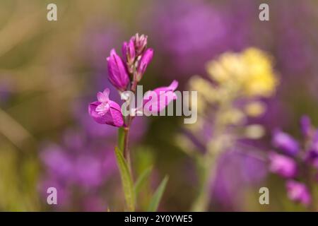 Fuchsieblume gemeines Milchkraut namens Polygala vulgaris. Mehrjährige hebakische Pflanze in der Familie der blühenden Polygalaceae. Eine typische Art von Calcareou Stockfoto