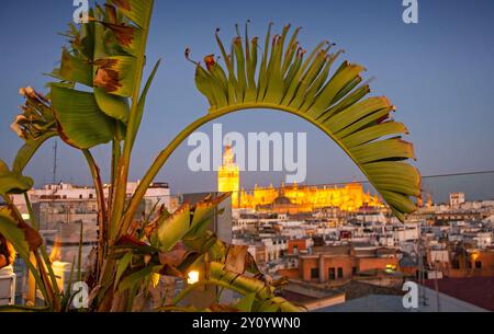 Blick von der Dachbar des Hotel Inglaterra im Herzen von Sevilla, Spanien, mit Blick auf die Kathedrale von Sevilla, wenn die Nacht hereinbricht. Stockfoto