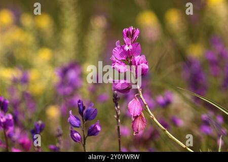 Fuchsieblume gemeines Milchkraut namens Polygala vulgaris. Mehrjährige hebakische Pflanze in der Familie der blühenden Polygalaceae. Eine typische Art von Calcareou Stockfoto