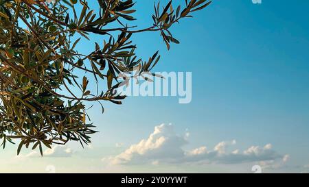 Olivenbaumzweige mit grünen Blättern und kleinen Oliven im Vordergrund vor einem klaren blauen Himmel mit weichen Wolken. Das Bild weckt Gefühle der Beruhigung Stockfoto