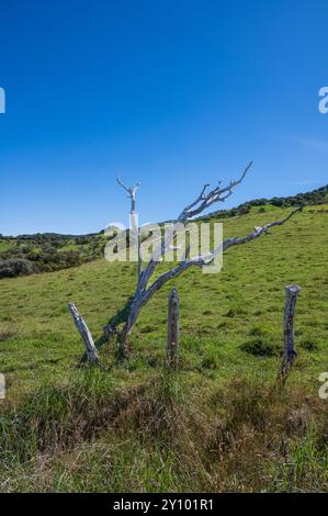 Blick auf die Plaine des Cafres in der Nähe von Le Tampon von der Route du volcan auf der Insel Réunion. Stockfoto