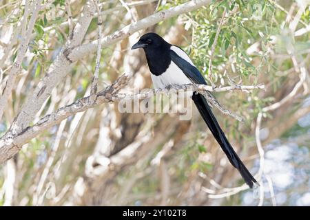 Eurasische Elster (Pica pica), die in einem Baum thront. Stockfoto