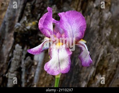 Irispflanze – magentafarbene Blüte in Nahaufnahme Stockfoto