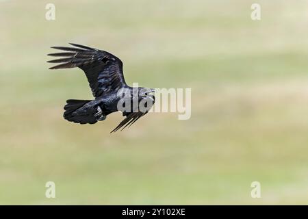 Ein erwachsener nördlicher Rabe (Corvus corax), der aggressiv fliegt und ruft. Stockfoto