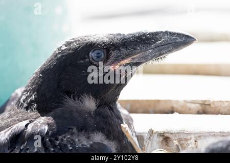 Nahaufnahme eines nördlichen Rabens (Corvus corax) im Nest. Stockfoto