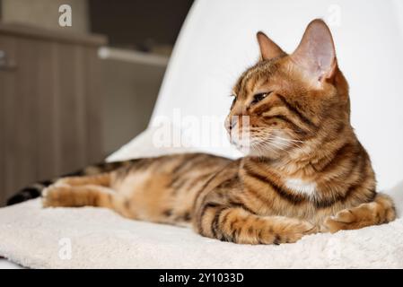 Eine bengalische Katze liegt auf einem Stuhl im Wohnzimmer. Stockfoto