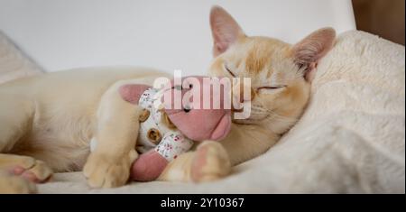 Das bezaubernde rote burmesische Kätzchen schläft in einem weißen Bett und umarmt einen Teddybären auf einem weichen Kissen. Stockfoto