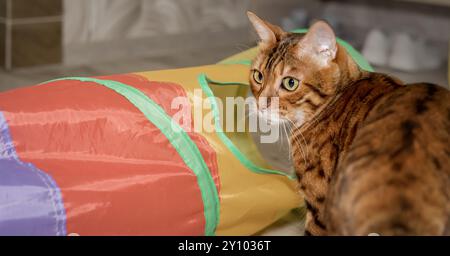 Bengalkatze im Wohnzimmer. Cat & Play Tunnel. Seitenansicht. Stockfoto