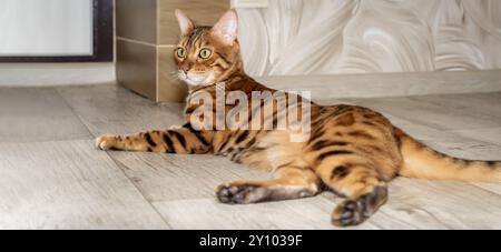 Bengalische Katze auf dem Boden im Flur. Katze in der Wohnung. Stockfoto