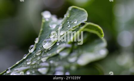 Köln, Deutschland. September 2024. Wassertropfen sind auf den Blättern eines Ginkgos zu sehen. Nach einer langen Trockenheit regnet es in der Domstadt. Quelle: Rolf Vennenbernd/dpa/Alamy Live News Stockfoto