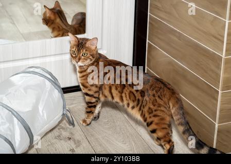 Bengalische Katze auf dem Boden im Flur. Katze in der Wohnung. Stockfoto