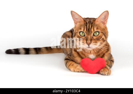 Bengalische Katze mit rotem Plüschherz isoliert auf weißem Hintergrund. Stockfoto