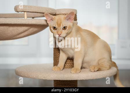 Lustiges, rotes burmesisches Kätzchen, das auf Katzenbaum spielt. Niedliche Hauskatze. Stockfoto