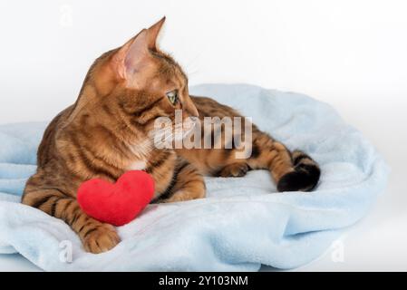 Reinrassige bengalische Katze, die auf blauer Decke liegt, weißer Hintergrund, isoliert Stockfoto