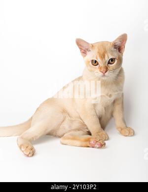 Rotes burmesisches Kätzchen auf weißem Hintergrund. Studio-Aufnahme einer süßen kleinen burmesischen Katze. Stockfoto