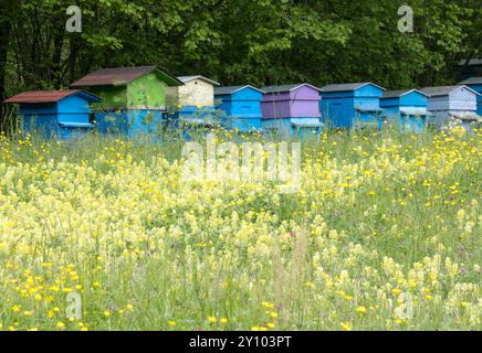 Eine Reihe von Bienenstöcken auf einer Blumenwiese Stockfoto