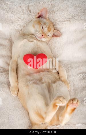 Rot-burmesische Kätzchen schläft süß mit einem roten Plüschherz. Die Katze liegt auf einer Decke. Stockfoto