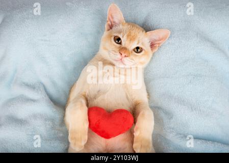 Rotes Birman-Kätzchen mit rotem Plüschherz. Das süße Kätzchen liegt auf einer weichen Decke. Stockfoto