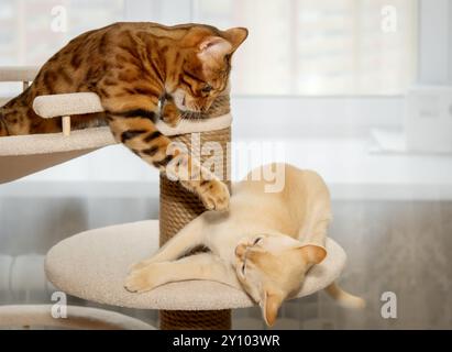 Zwei Katzen kämpfen auf einem Katzenbaum. Bengale Erwachsene Katze und rote burmesische Kätzchen spielen drinnen. Stockfoto