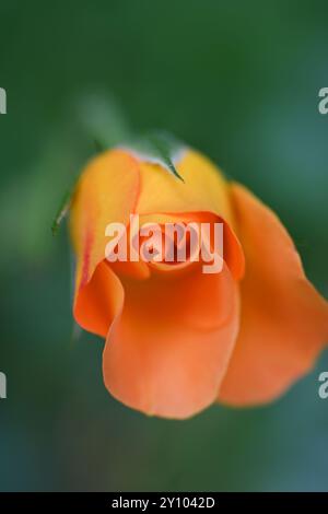 Orange Rose, kostbarer Bernstein Stockfoto