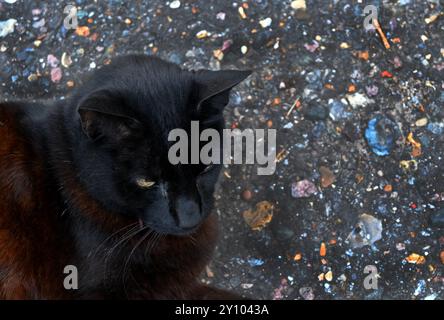 Katze sitzt auf dem Boden Stockfoto