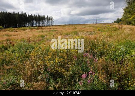 Das hohe Venn bei Botrange, Waimes, Wallonien, Belgien. das hohe Venn nahe Botrange, Waimes, Wallonien, Belgien. Stockfoto