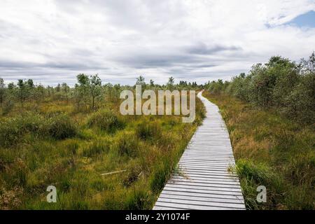 Promenade in der Nähe von Botrange im Hohen Venn, Waimes, Wallonien, Belgien. Bohlenweg nahe Botrange im Hohen Venn, Waimes, Wallonien, Belgien. Stockfoto