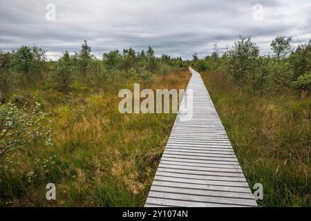 Promenade in der Nähe von Botrange im Hohen Venn, Waimes, Wallonien, Belgien. Bohlenweg nahe Botrange im Hohen Venn, Waimes, Wallonien, Belgien. Stockfoto