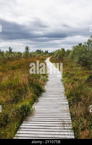 Promenade in der Nähe von Botrange im Hohen Venn, Waimes, Wallonien, Belgien. Bohlenweg nahe Botrange im Hohen Venn, Waimes, Wallonien, Belgien. Stockfoto