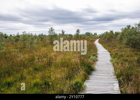 Promenade in der Nähe von Botrange im Hohen Venn, Waimes, Wallonien, Belgien. Bohlenweg nahe Botrange im Hohen Venn, Waimes, Wallonien, Belgien. Stockfoto